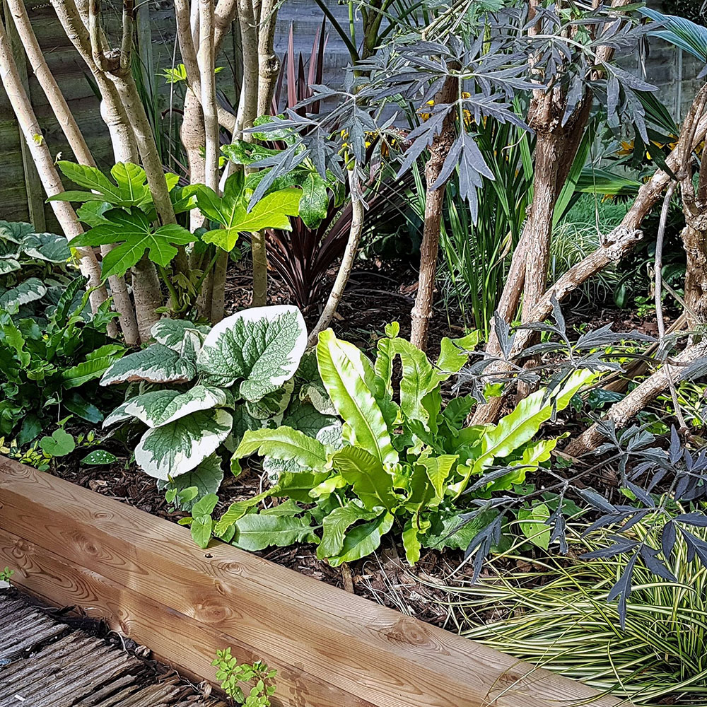 Border Design