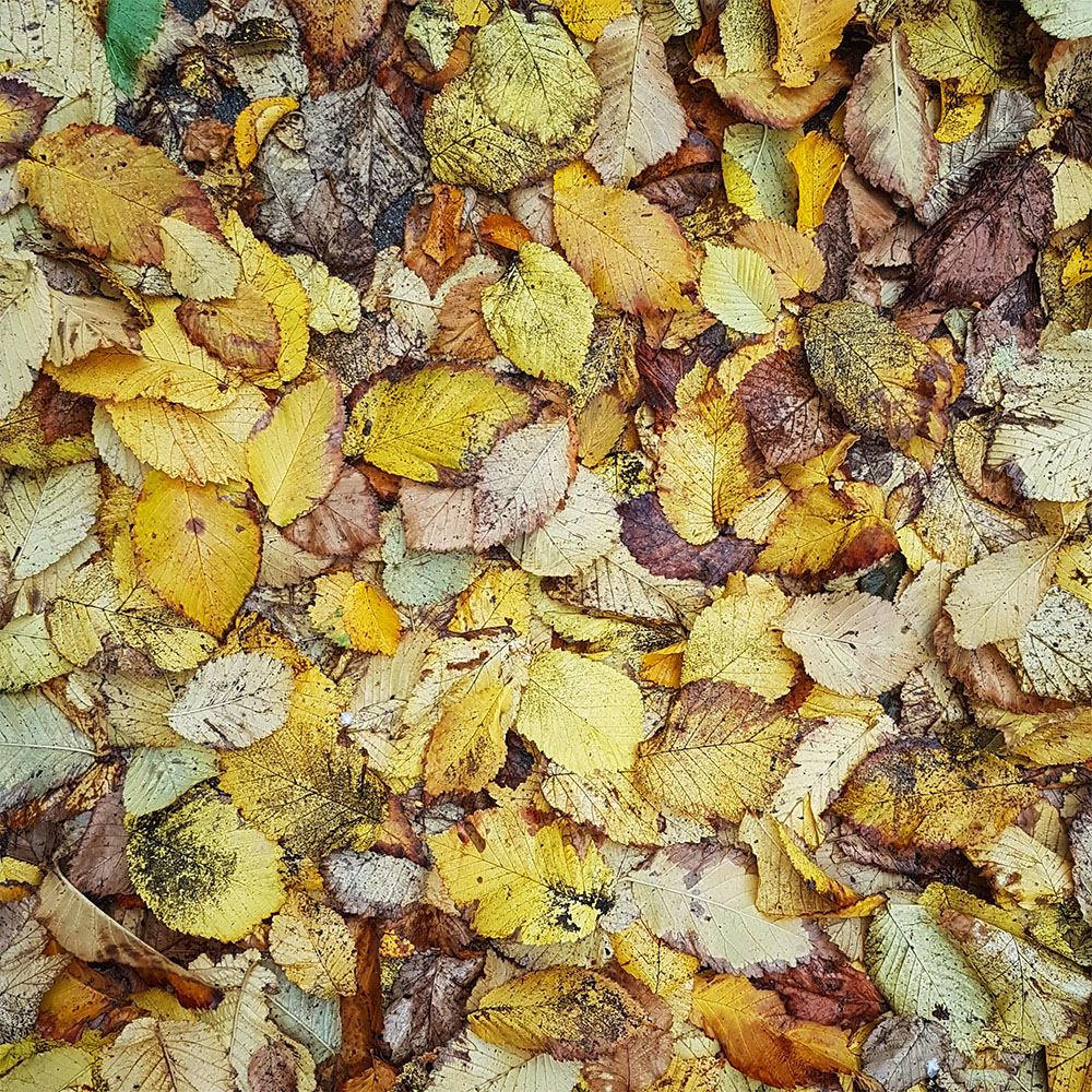 Leaf Clearance