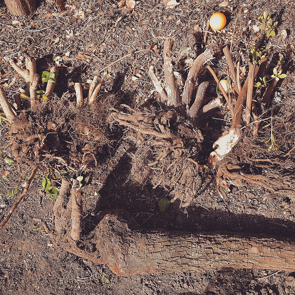 Stump Removal